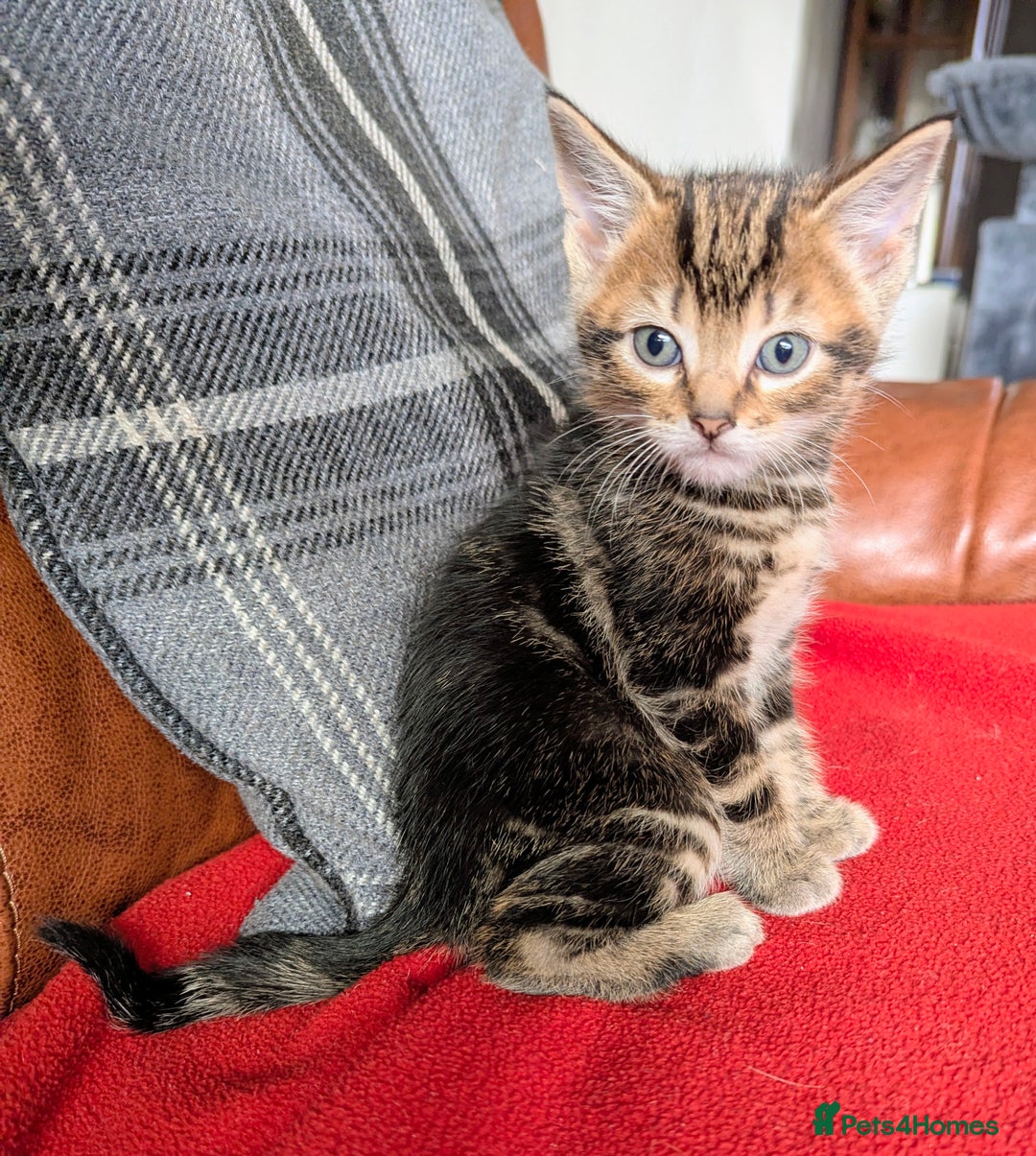 Mixed Breed cats for sale: Gorgeous kittens for sale £250 males £300 females - Advert 20