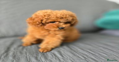 Toy Poodle dogs - Advert 4