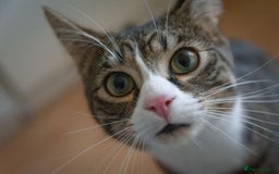 Mixed Breed cats for sale: Kitten for sale - Image 1