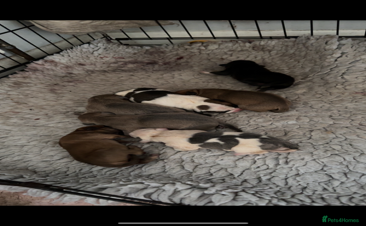 Staffordshire Bull Terrier dogs - Advert 2