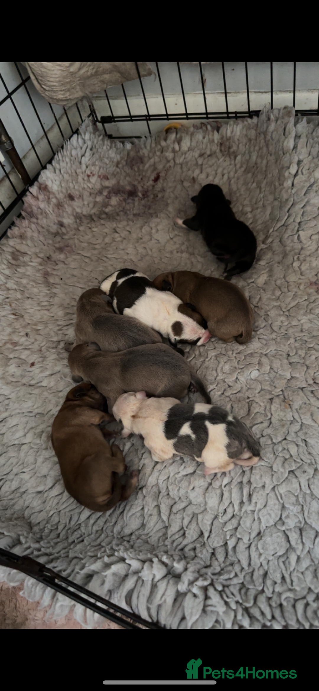 Staffordshire Bull Terrier dogs for sale: Outstanding dual breeding  - Image 1