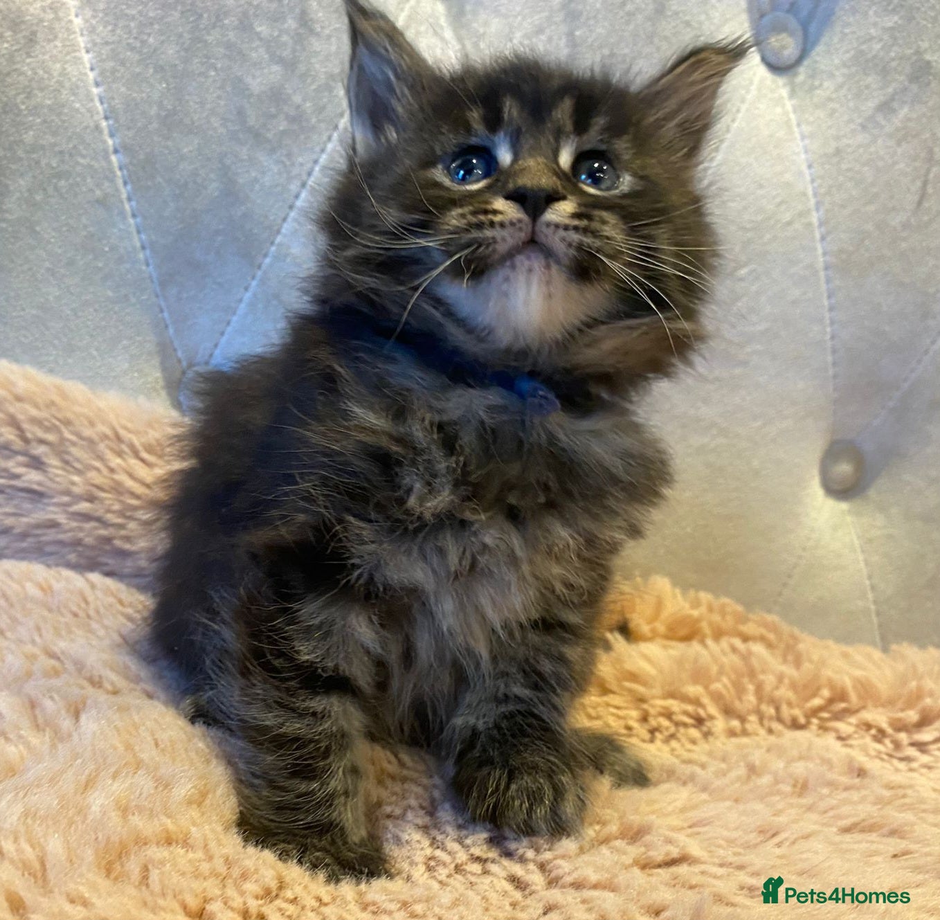 Maine Coon cats  Maine coons kittens GCCF . Blue ( grey ) male  - Advert 6