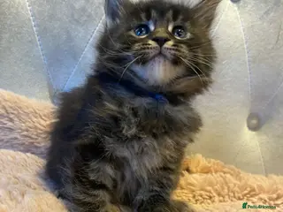 Maine Coon cats Maine coons kittens GCCF . Blue ( grey ) male - Advert 6