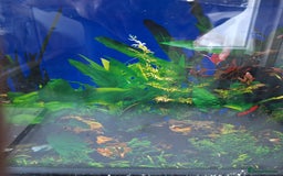 Other/Mixed Breed fish for sale: 60ltr Fishtank with Accessories Only - Image 2