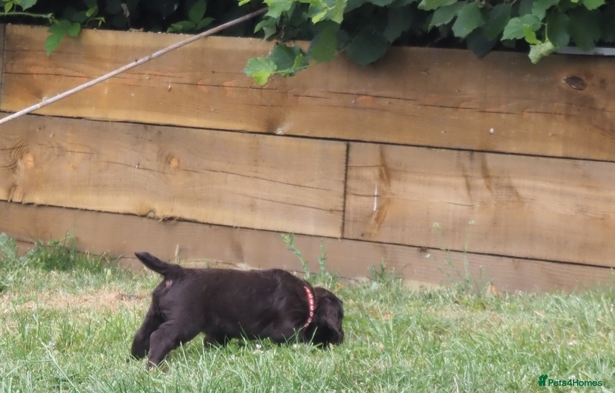 Cocker Spaniel dogs KC registered Working Cockers- Maesydderwen bred - Advert 2