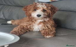 Sproodle dogs for sale: Stunning red and black sproodles rare red colour  - Image 11