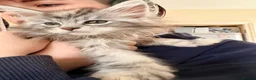 Maine Coon cats for sale: Two registered mainecoon kittens (1 poly)  - Advert 20