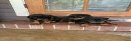 Rottweiler dogs for sale: Rottweiler Puppies for Sale - Advert 6