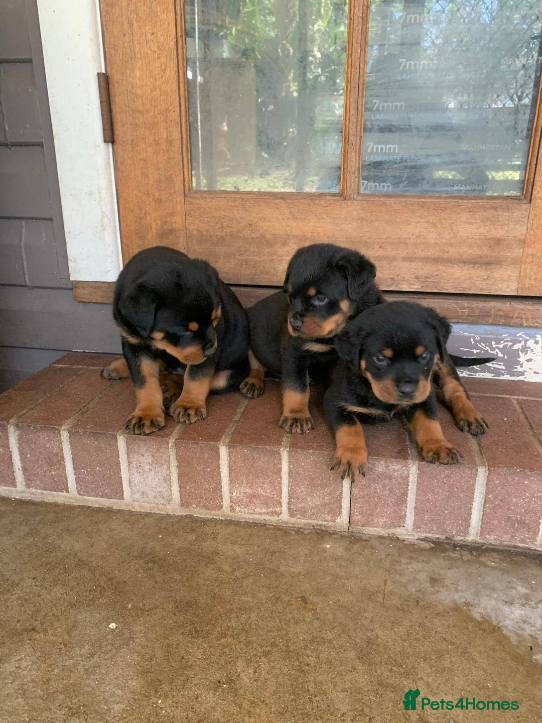 Rottweiler dogs for sale: Rottweiler Puppies for Sale - Advert 6