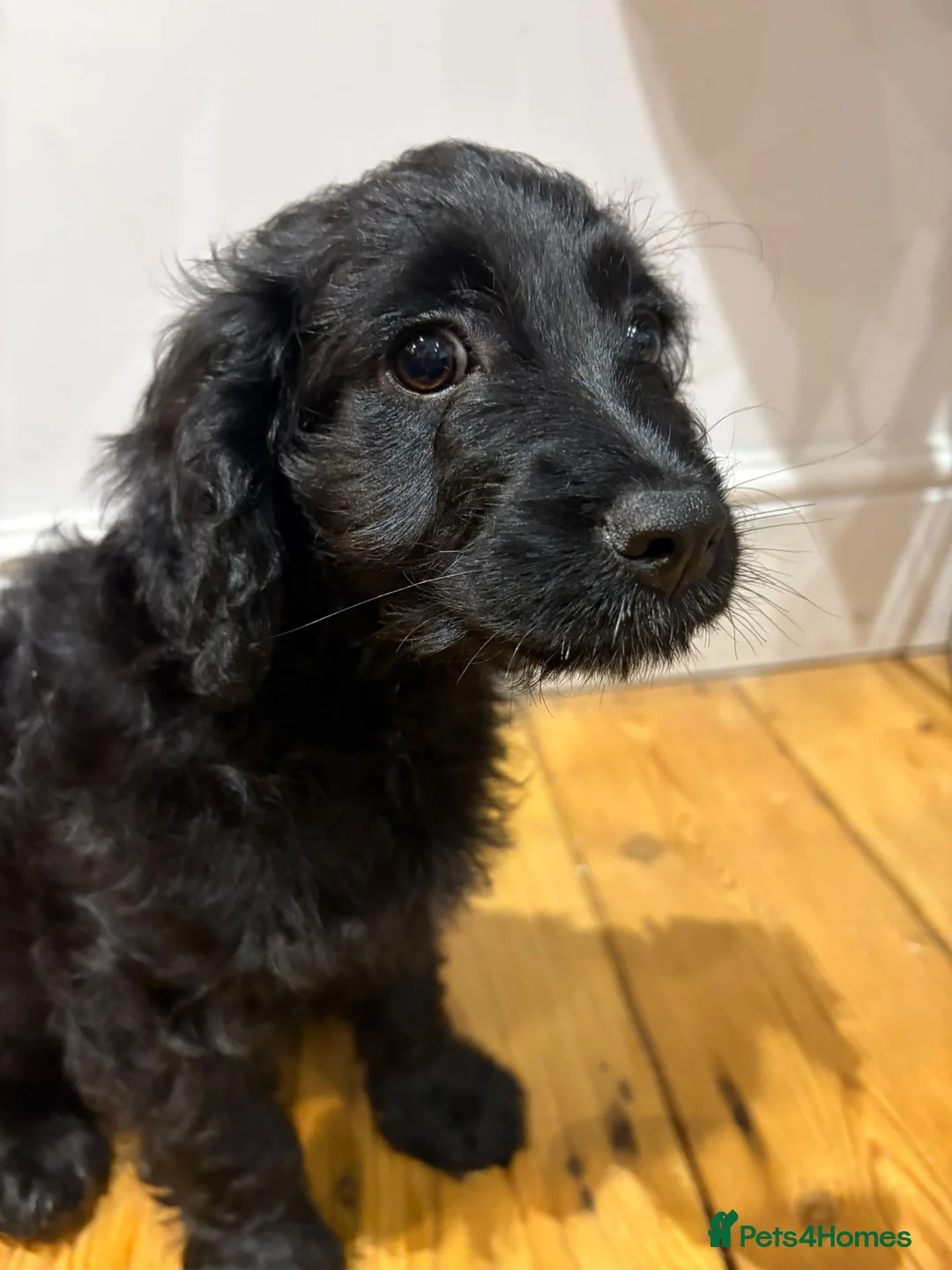 Cavapoo dogs for sale: Cavapoo puppies - 2 boys and 1 girl  - Advert 1