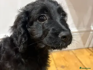 Cavapoo dogs Cavapoo puppies - 2 boys and 1 girl - Advert 1