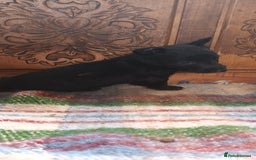 Scottish Terrier dogs for sale: Kc registered scottish terrier pups  - Image 4