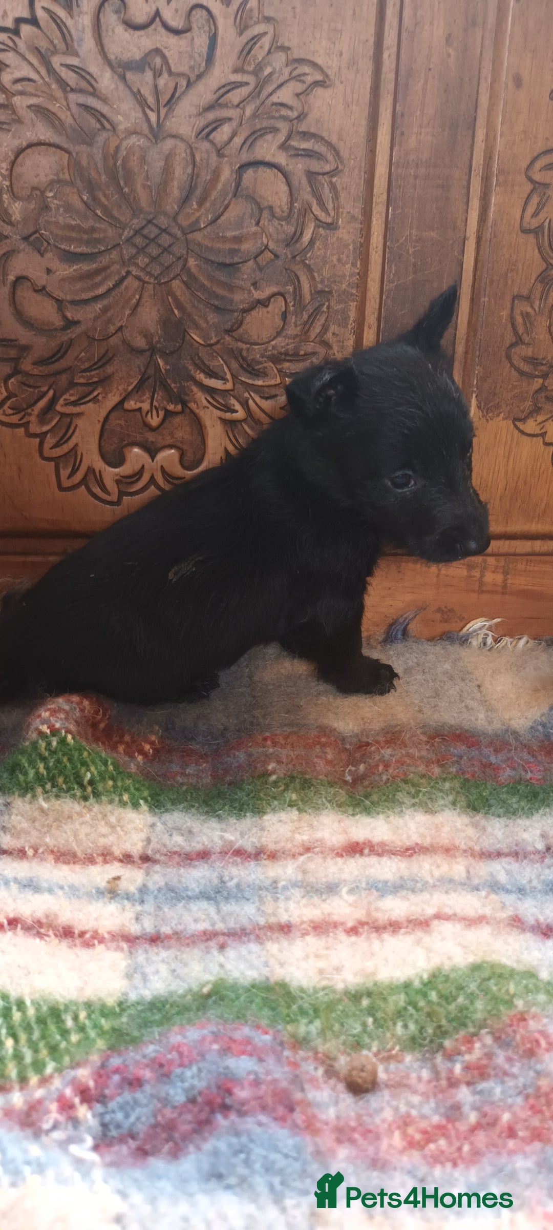 Scottish Terrier dogs for sale: Kc registered scottish terrier pups  - Image 4