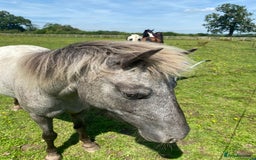 Appaloosa horses for sale: 4 yr old, project pony / lead rein  - Image 3