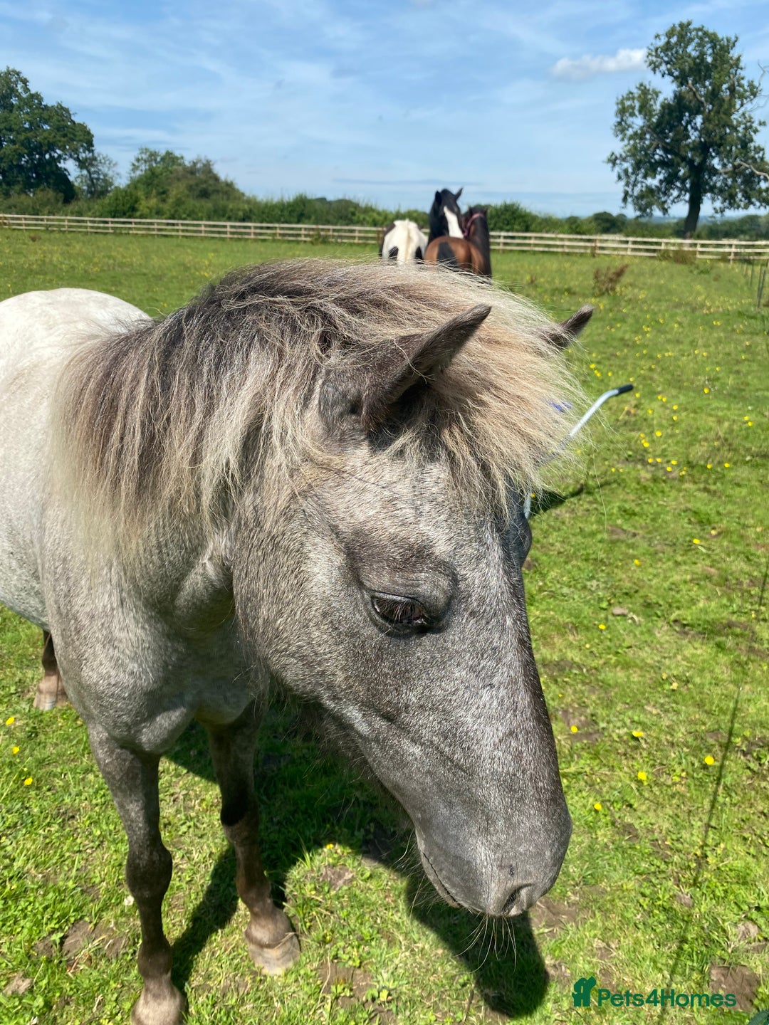 Appaloosa horses for sale: 4 yr old, project pony / lead rein  - Image 3
