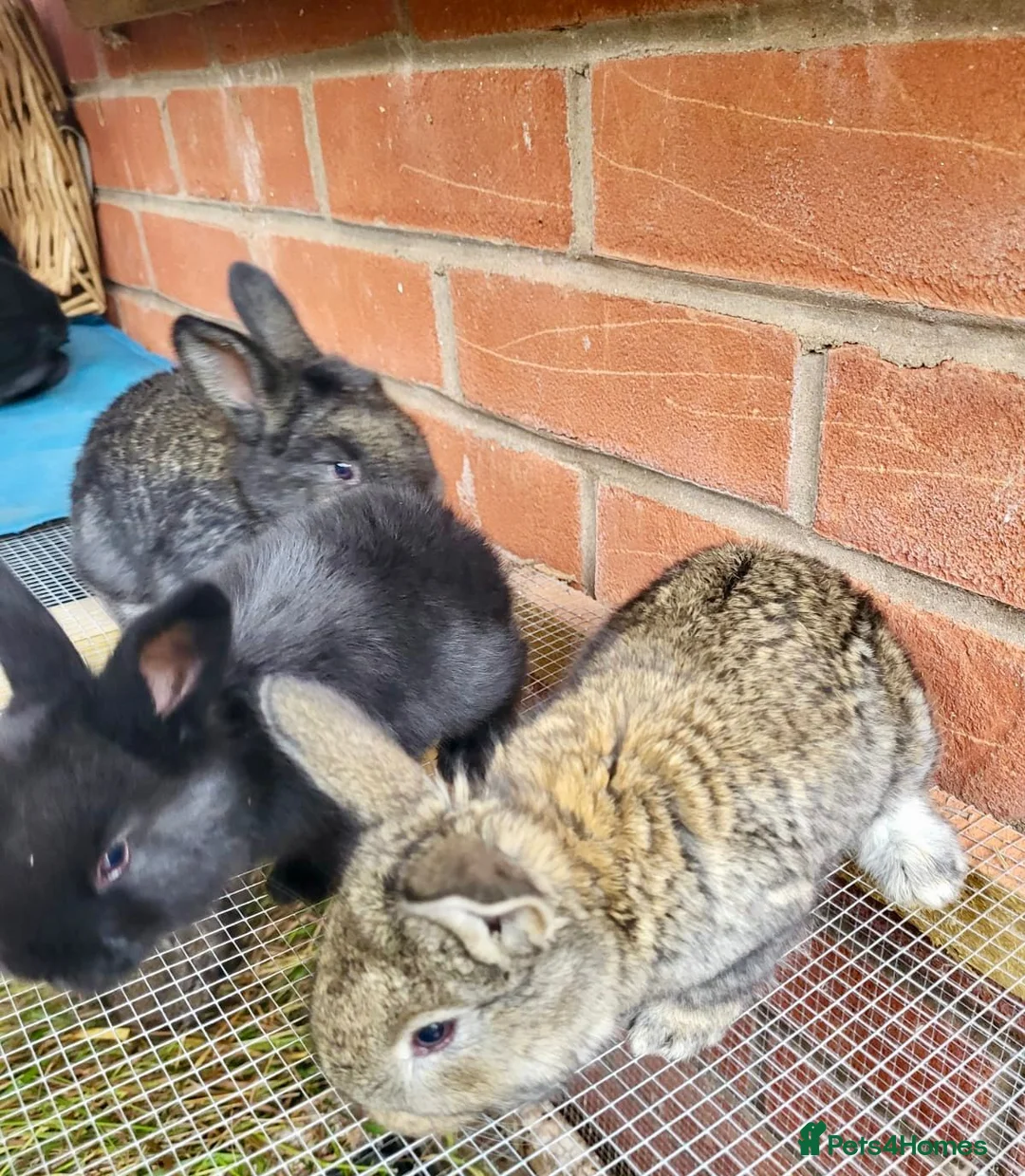 Continental Giant rabbits for sale: Giant Continental Rabbit 🐰 - Advert 6