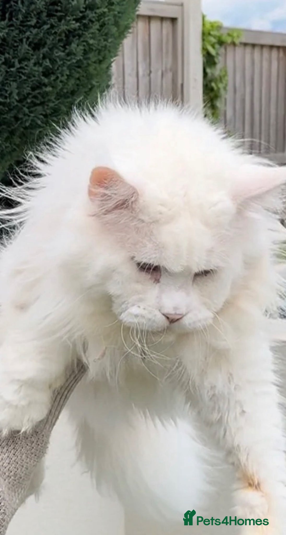 Maine Coon cats for sale: Outstanding pedigree kittens - Advert 1