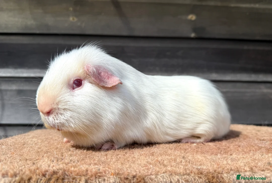 Guinea Pig rodents for sale: Boars/Sows - Various Breeds  - Advert 4