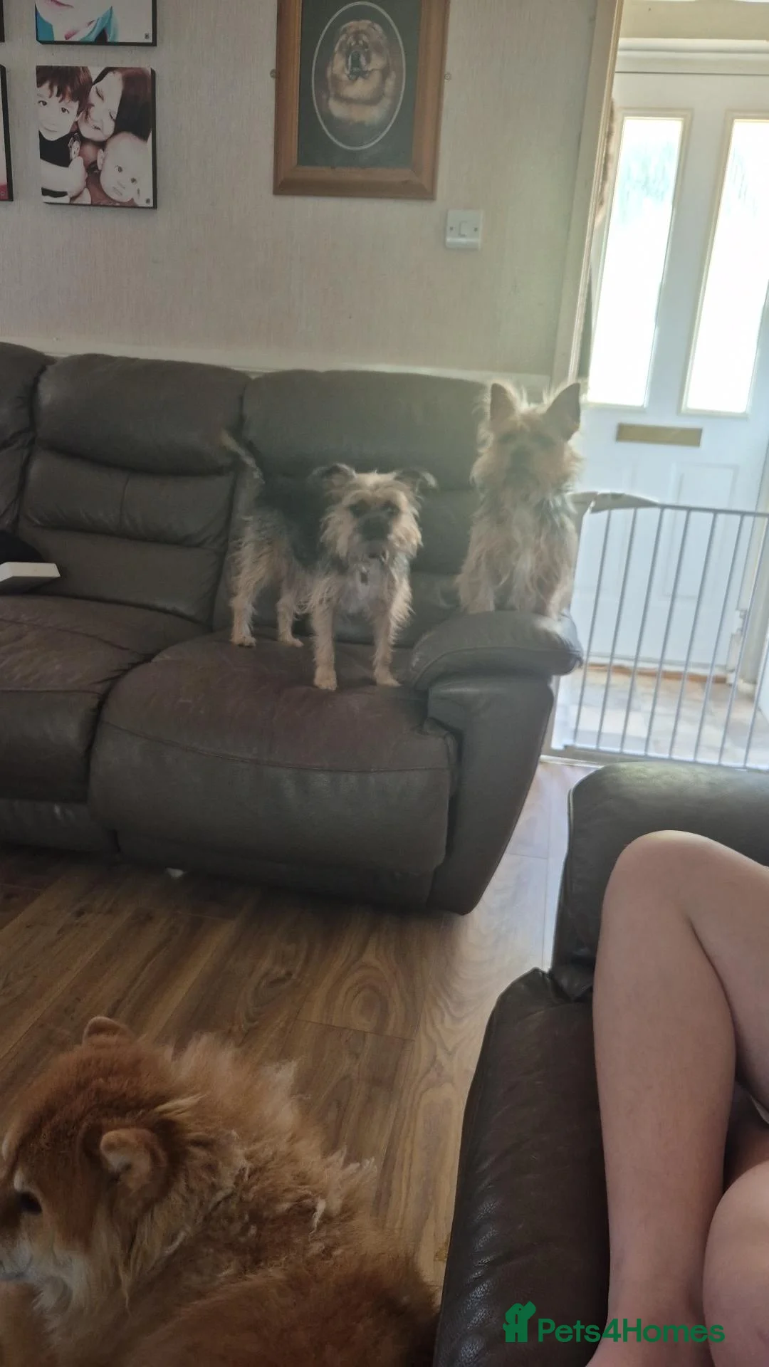 Mixed Breed dogs for sale: Female yorkie cross - Advert 3