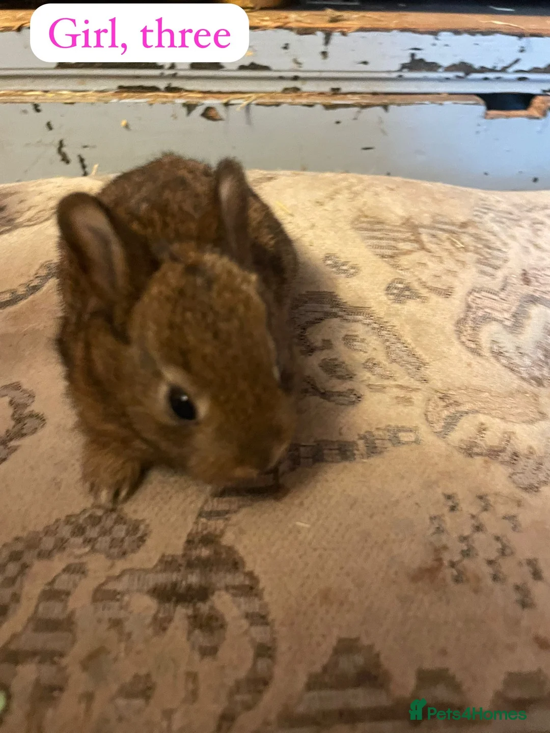 Rex rabbits for sale: Mini Rex 2x does 3 x bucks  in Peterborough - Advert 5