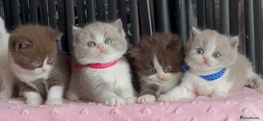 British Shorthair cats for sale: Beautiful BSH Champion line Kittens  - Advert 21