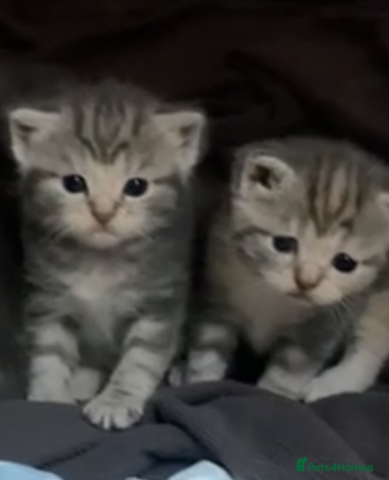 British Shorthair cats for sale: 🐾 Five Beautiful British Shorthair Kittens 💕 - Advert 2