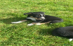 Border Collie dogs for sale: Beautiful litter family reared of collie pups - Image 17