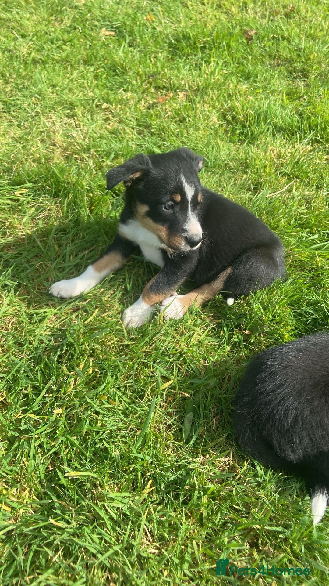 Border Collie dogs for sale: Beautiful litter family reared of collie pups - Image 17