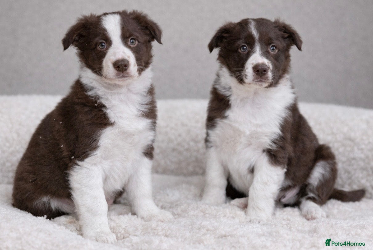 Border Collie dogs Beautiful KC rough coated border collie puppies  - Advert 1