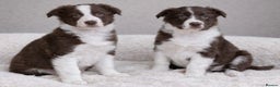 Border Collie dogs for sale: Beautiful KC rough coated border collie puppies  - Advert 1