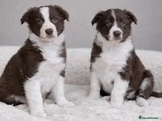 Border Collie dogs Beautiful KC rough coated border collie puppies - Advert 2