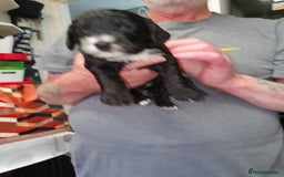 Cockapoo dogs for sale: Adorable cockerpoos under 1000 - Image 2