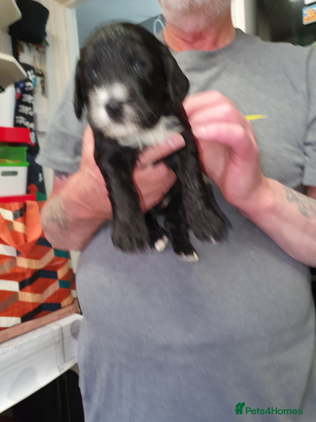 Cockapoo dogs for sale: Adorable cockerpoos under 1000 - Image 2