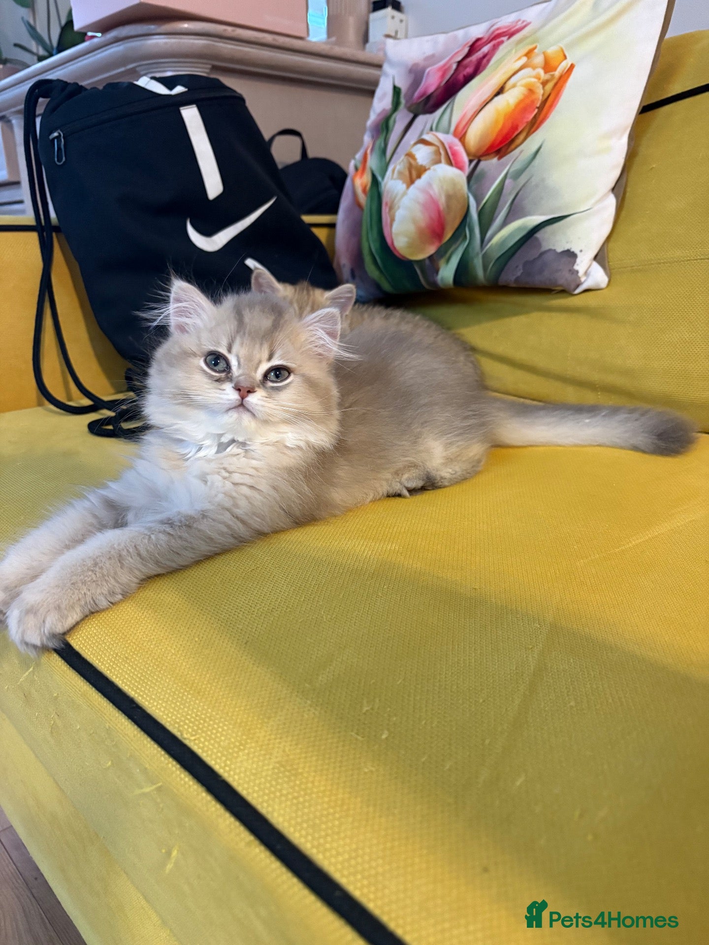British Shorthair cats GCCF GOLDEN BRITISH SHORTHAIR KITTEN 2 BOYS LEFT  - Advert 2