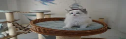 Ragdoll cats for sale: TICA register kittens - Advert 12