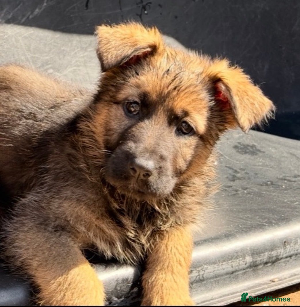 German Shepherd dogs Kc Gsd pups READY NOW 1 SABLE FEMALE AVAILABLE  - Advert 2