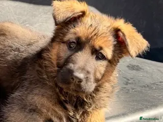 German Shepherd dogs Kc Gsd pups READY NOW 1 SABLE FEMALE AVAILABLE - Advert 7