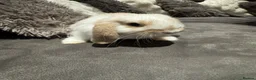 Mini Lop rabbits for sale: Pure Breed Mini Lop Babies  in Hailsham - Advert 1
