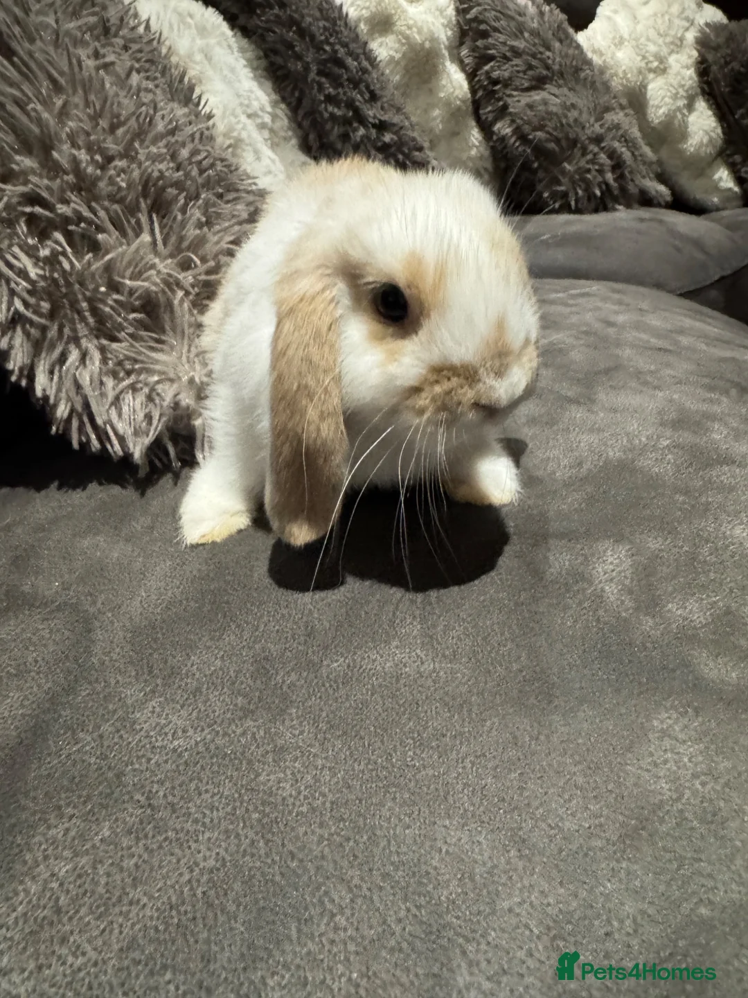 Mini Lop rabbits for sale: Pure Breed Mini Lop Babies  in Hailsham - Advert 1