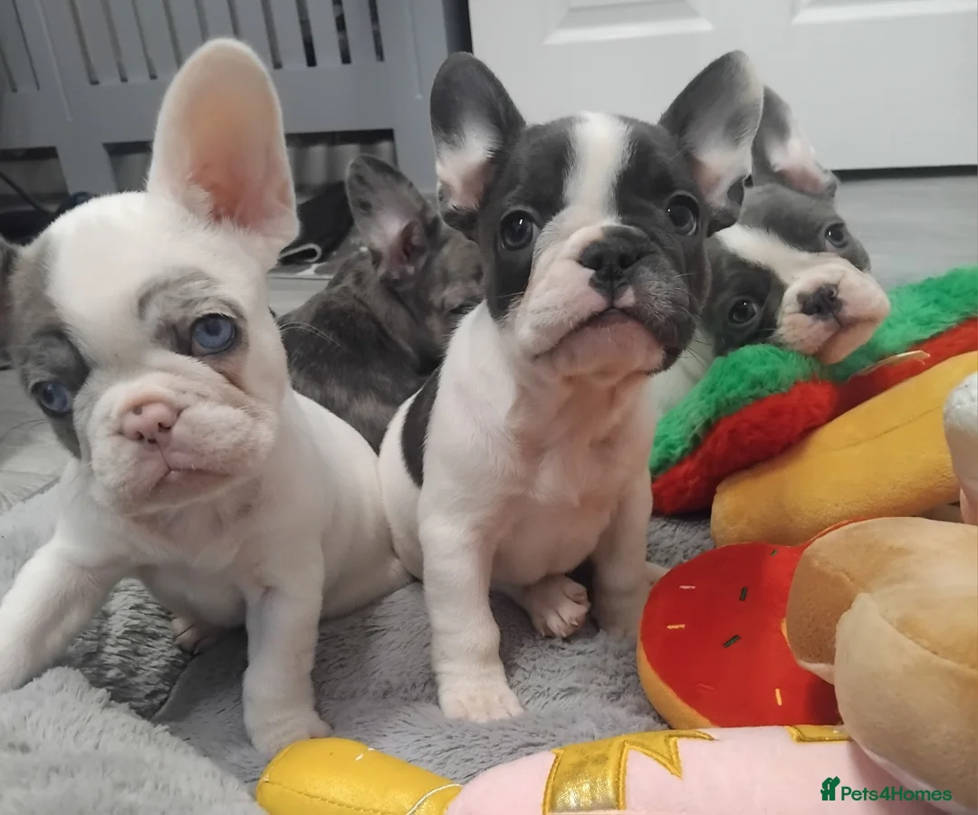 French Bulldog dogs for sale: Beautiful French bulldog pups - Advert 3