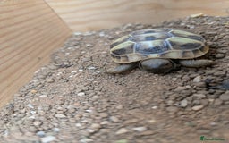 Tortoise reptiles for sale: For Sale Hermann Tortoise - Image 3