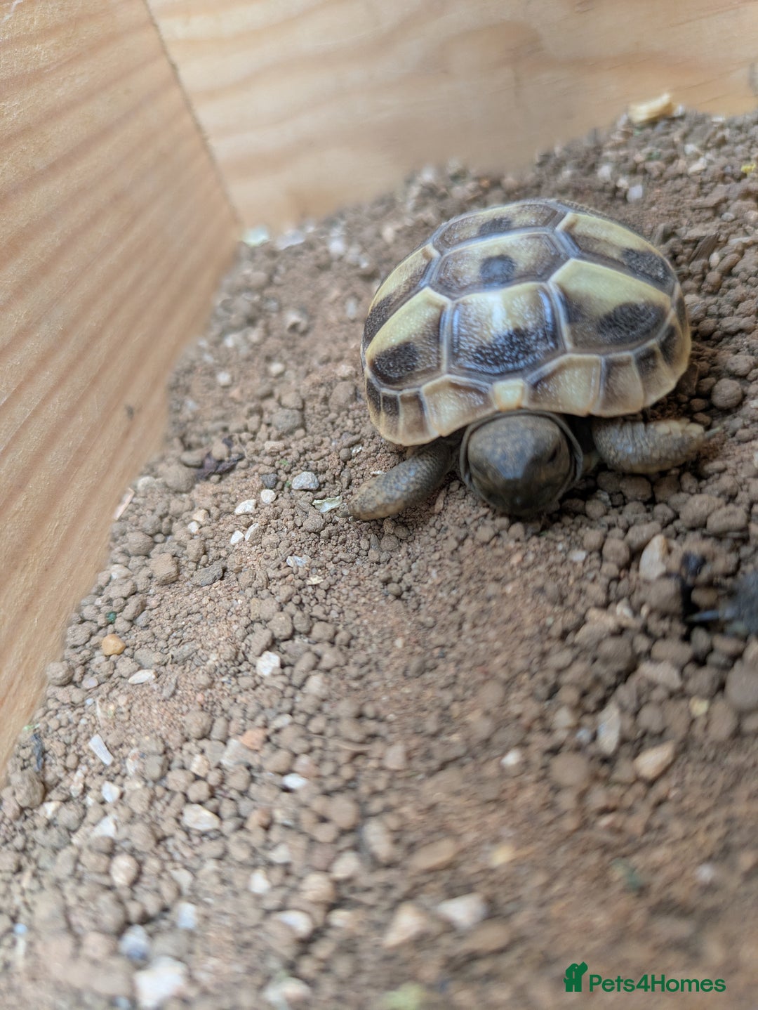 Tortoise reptiles for sale: For Sale Hermann Tortoise - Image 3