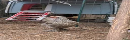 Chickens poultry for sale: Brahma Flock for Sale - Advert 6