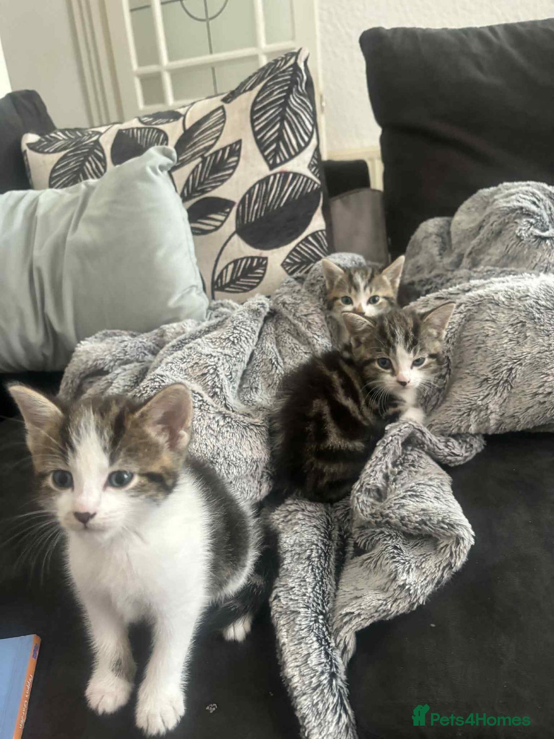 Domestic Shorthair cats for sale: Beautiful babies - Image 3
