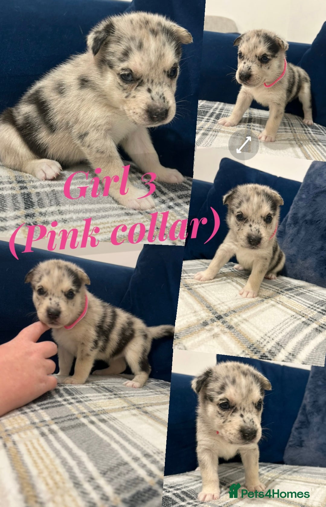 Siberian Husky dogs for sale: Husky cross pups! - Image 10