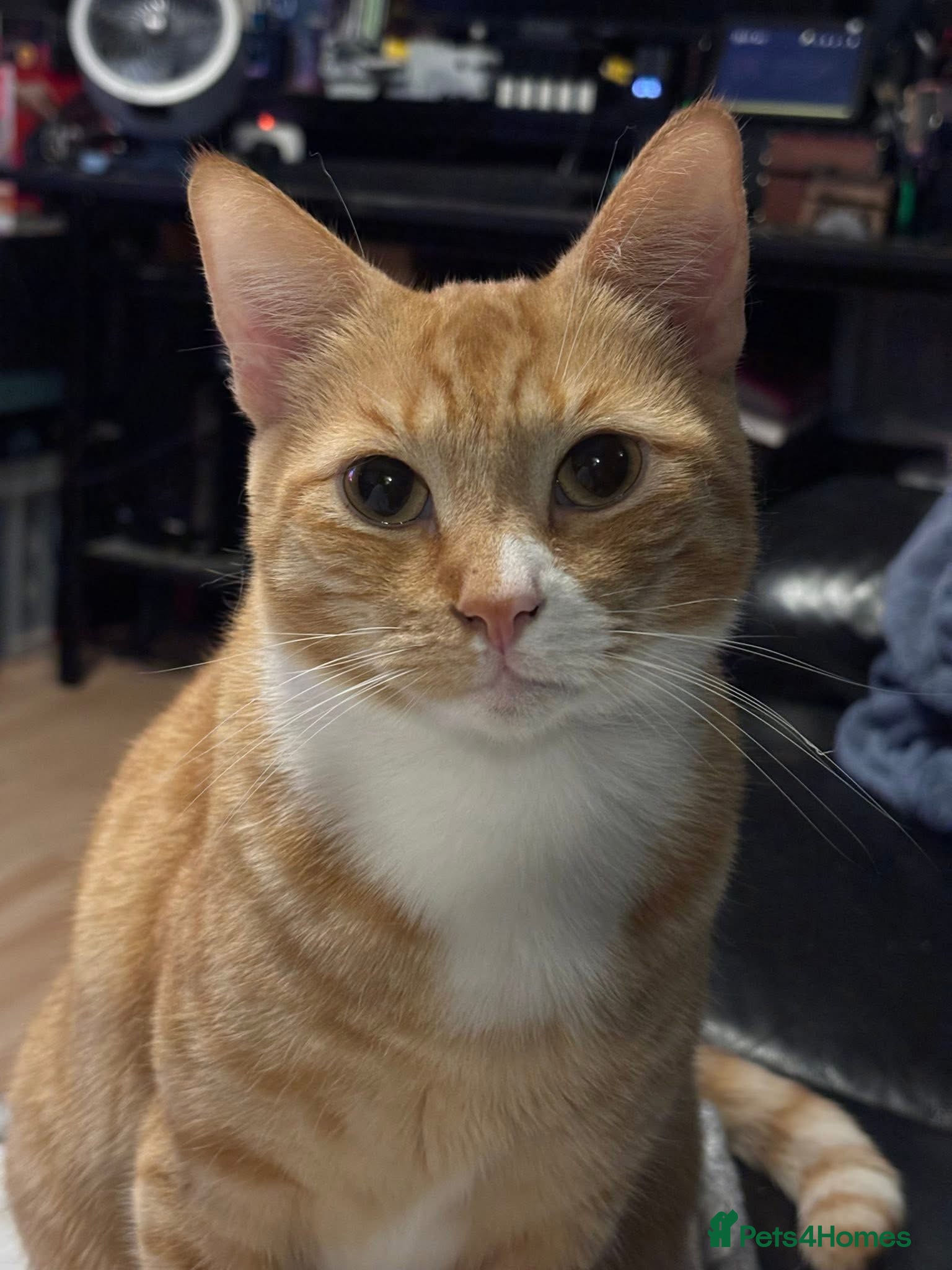 Mixed Breed cats Loving ginger cat looking for home - Advert 5
