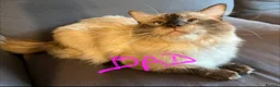 Ragdoll cats for sale: Pure ragdoll 7 weeks old clearance sale London  - Advert 15