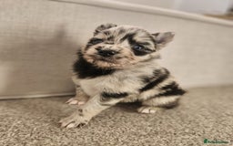 Pomsky dogs for sale: 5 High Quality Pomsky Puppies  - Advert 7
