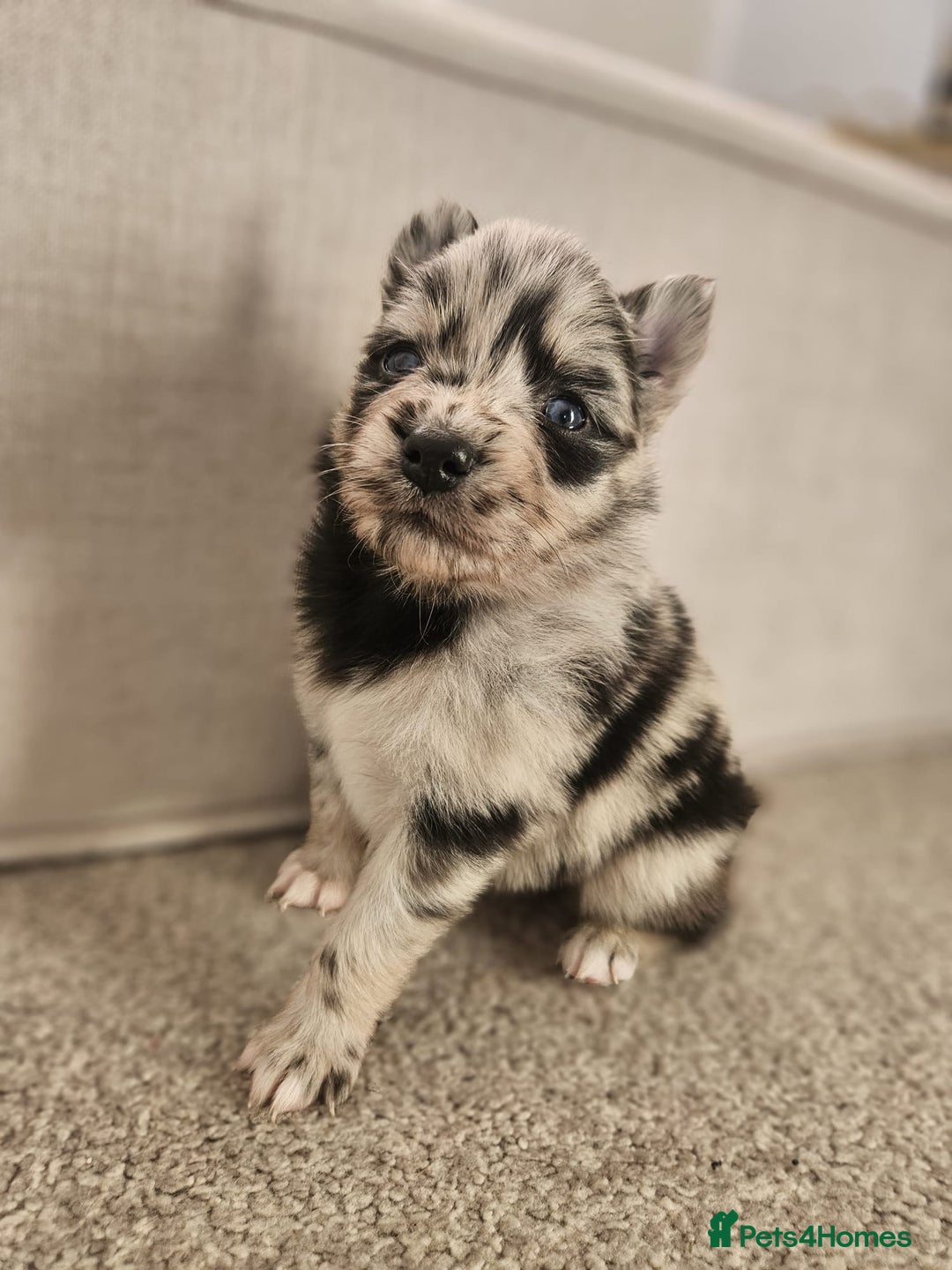 Pomsky dogs for sale: 5 High Quality Pomsky Puppies  - Advert 7