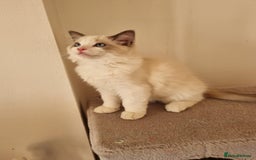 Ragdoll cats for sale: Bicolour ragdoll kittens  - Image 3